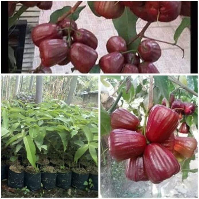 

Terlaris Bibit Jambu Air Dalhari