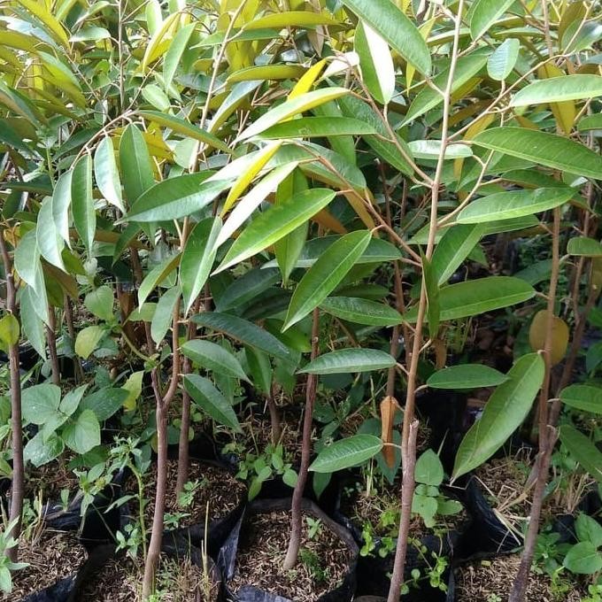

Terlaris Bibit Tanaman Buah Durian Matahari Super
