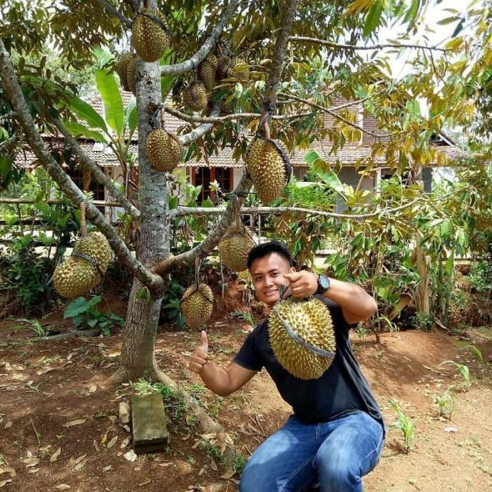 

Terlaris Bibit Durian Musangking Kaki 3