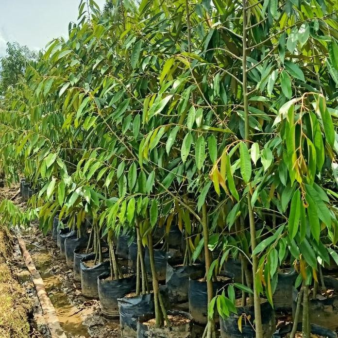 Terlaris Bibit Durian Montong Kaki 3 Okulasi Tinggi 2 Meter