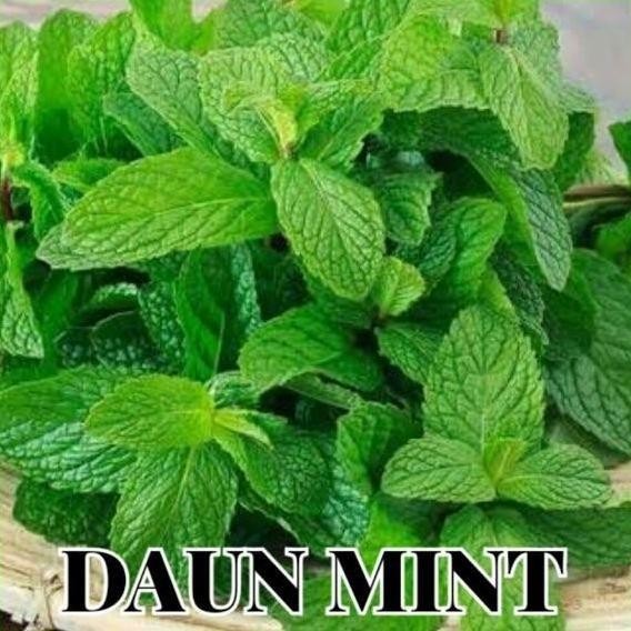

Terlaris Bibit Benih Unggul Biji Daun Herbal Mint Peppermint Common Mint
