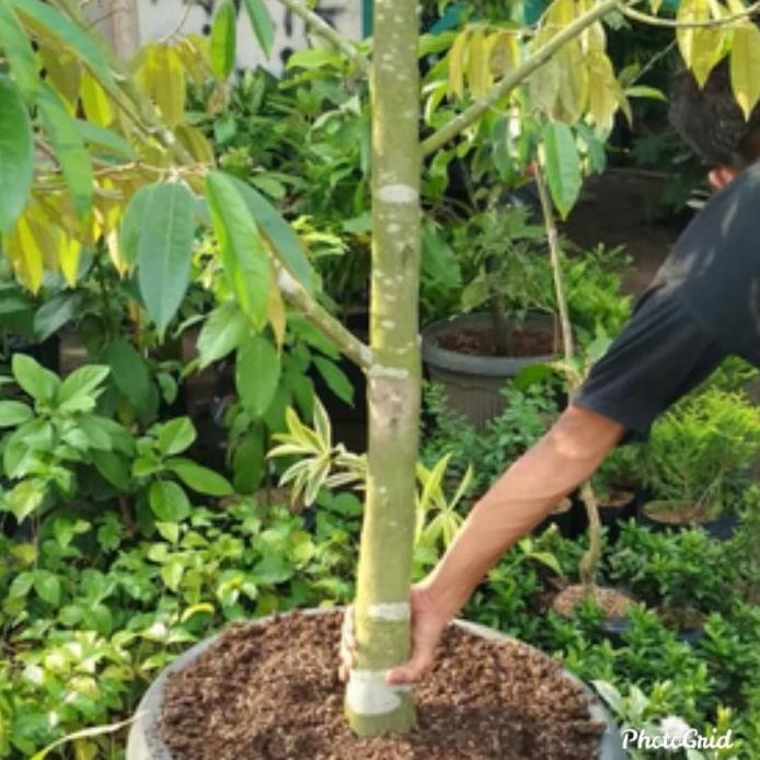 

Terlaris Bibit Pohon Durian Batang Besar Dongkelan Siap Berberbunga Dan Berbuah