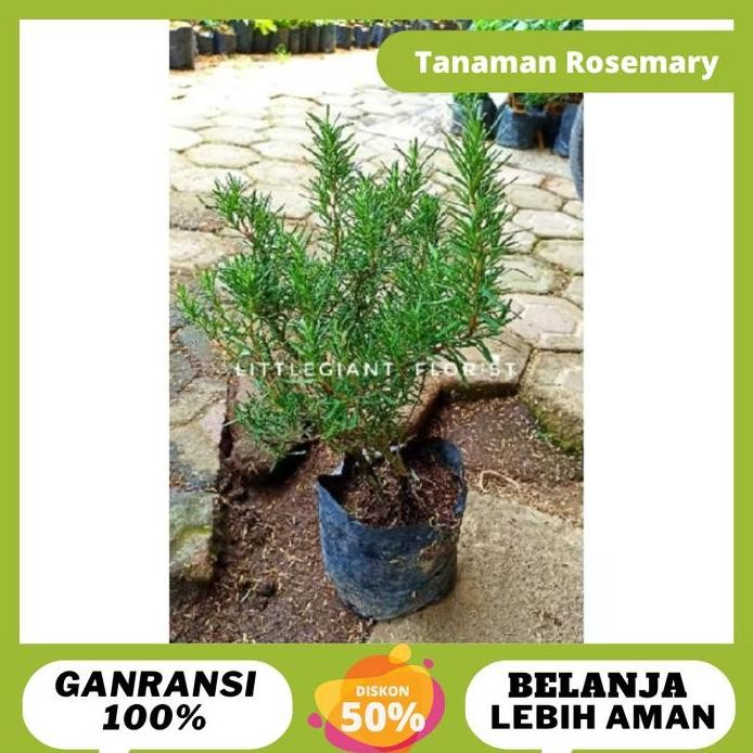 

Terlaris Bibit Tanaman Bunga Rosemary Tanaman Hebal