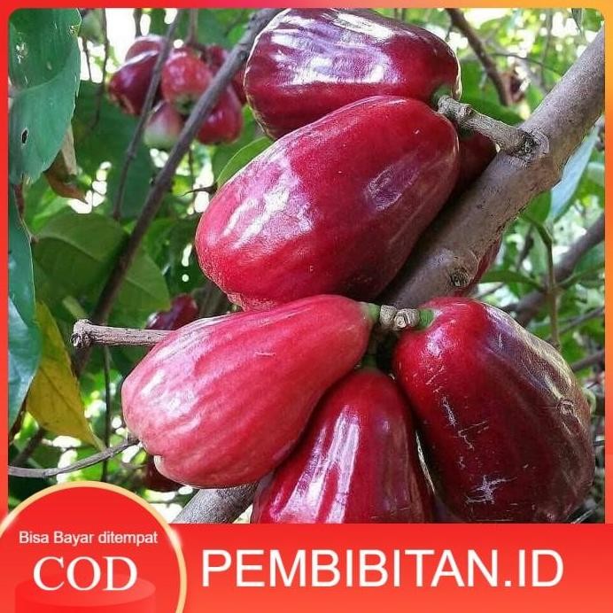 

Terlaris Bibit Jambu Jamaika Jumbo Okulasi [Bisa Cod]