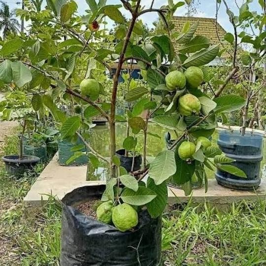 

Terlaris Bibit Tanaman Jambu Kristal Sudah Berbuah Terlaris Cccc