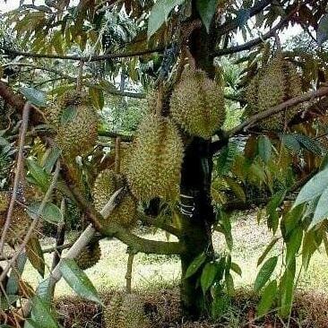 

Terlaris Bibit Durian Bawor Hasil Okulasi Cepat Berbuah