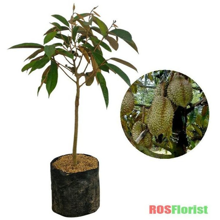 

Terlaris Bibit Durian Monthong