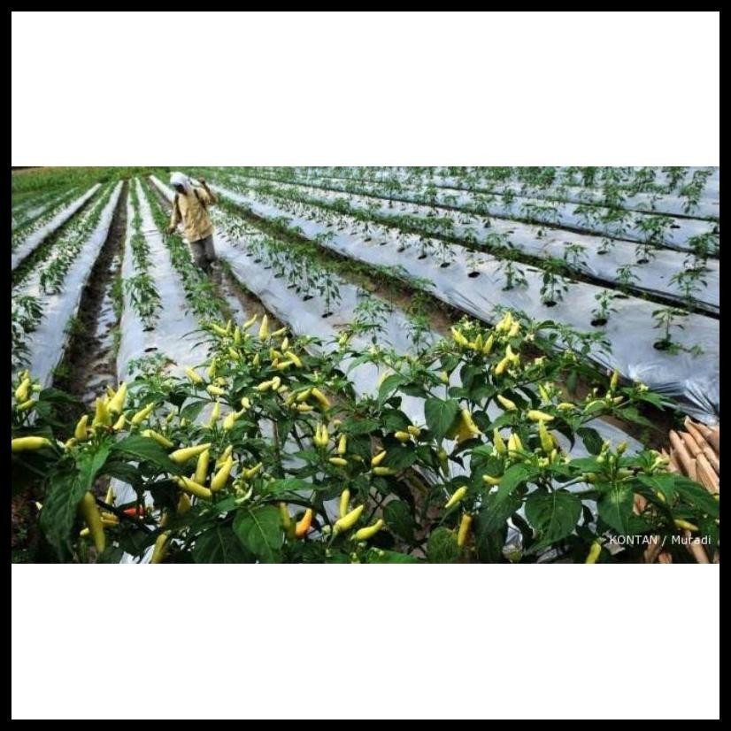 PUPUK ASAM HUMAT PEMBENAH TANAH ORIGINAL UNTUK TANAMAN CABAI PADI DAN LAIN NYA ISI 500 GRAM