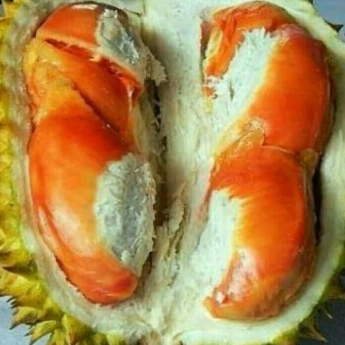 

Terlaris Bibit Pohon Durian Udang Merah Kaki 3