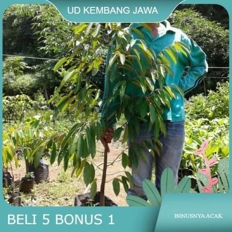 

Terlaris Ready Aneka Bibit Durian Unggul Tinggi 1,5 Meter/ Bibit Durian Super
