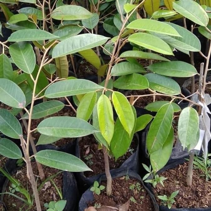 

Terlaris Bibit Durian Bawor