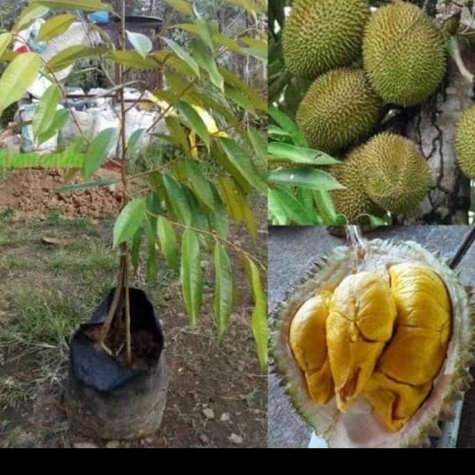 

Terlaris Bibit Durian Musang King Kaki 3