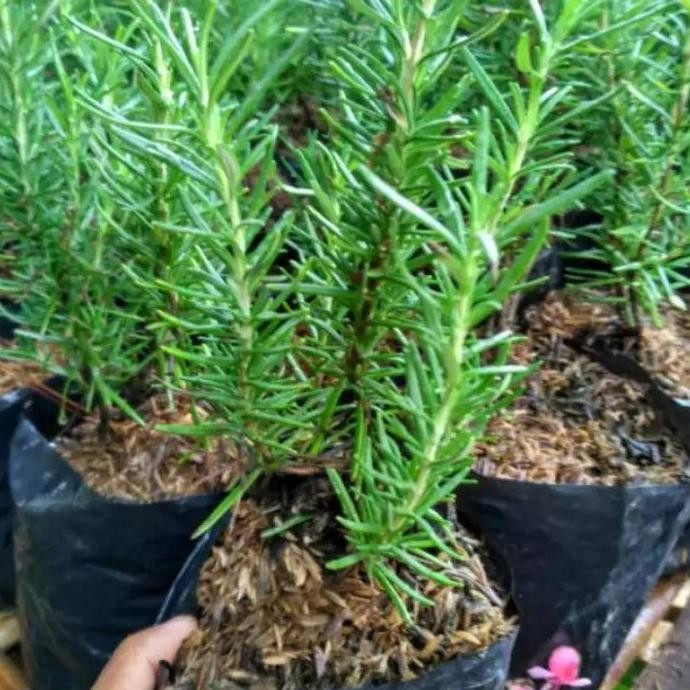 

Terlaris Bibit Tanaman Rosemari/Rosemary Rosemarry Siap Panen
