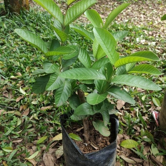 

Terlaris Mitra Bibit Tanaman Bibit Buah Jambu Kristal / Cangkok Aww