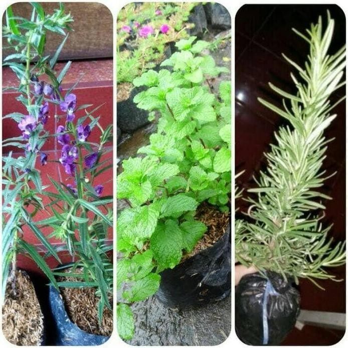 

Terlaris Promo Paket 3 Bibit Lavender, Daun Mint Dan Rosemary