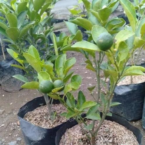 

Terlaris Bibit Tanaman Jeruk Nipis - Tanaman Buah Jeruk Pecel Hibrdw 0381Am
