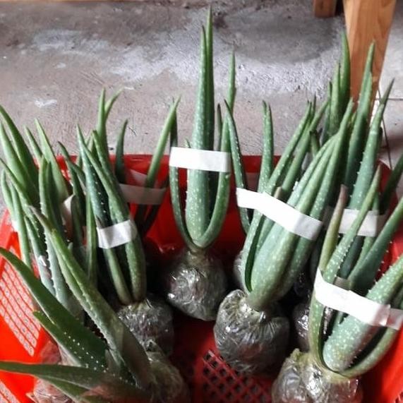 

Terlaris Bibit Lidah Buaya Jumbo Barbadensis Miller 100% Size S