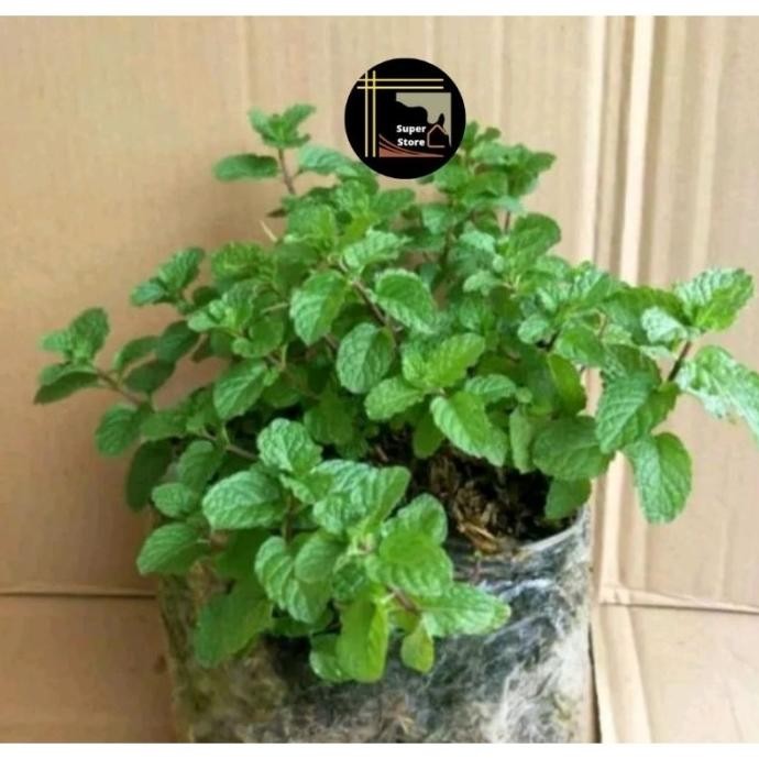 

Terlaris Tanaman Peppermint / Bibit Daun Mint Siap Tanam Bisa Unt Cvgxpb 7418Dr