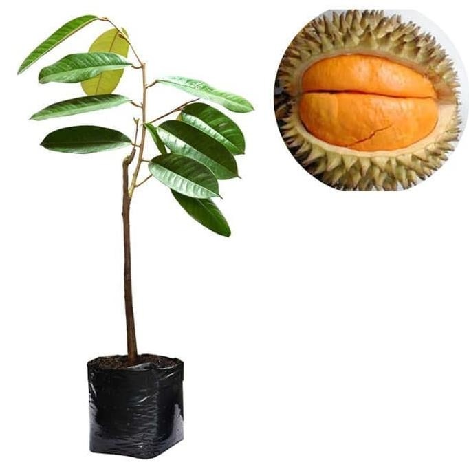

Terlaris Bibit Buah Durian Simas