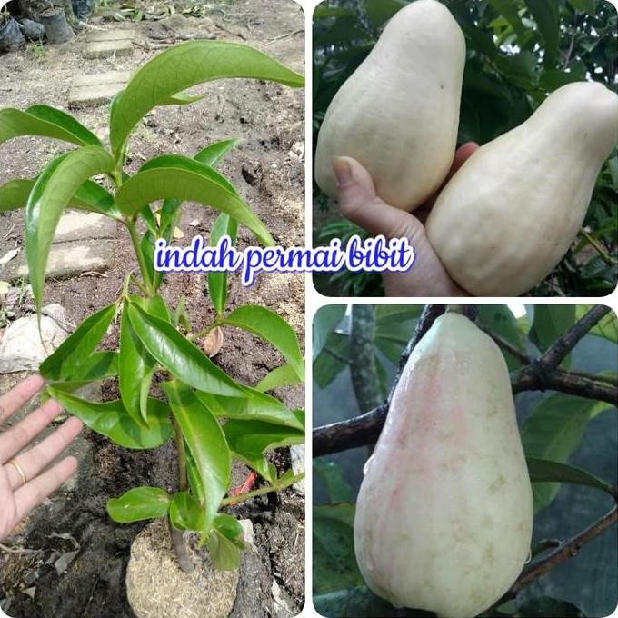 Terlaris Bibit Tanaman Buah Jambu Bol Jamaika Putih
