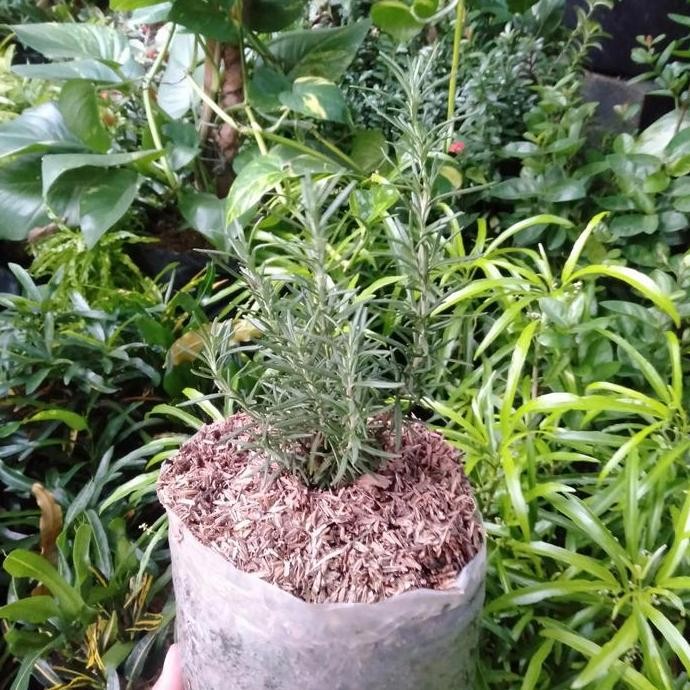 Terlaris Bibit Rosemary | Tanaman Rosemary | Pohon Rosemary