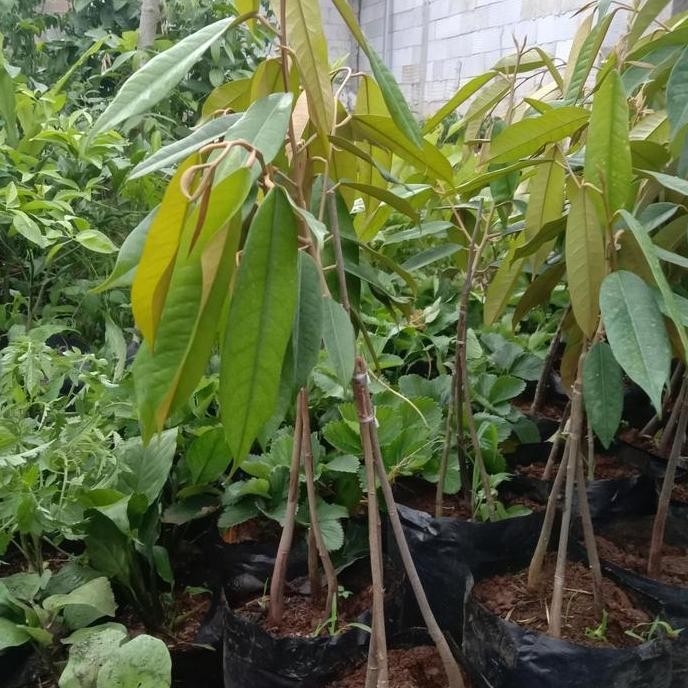 

Terlaris Bibit Tanaman Pohon Buah Durian Musangking Kaki 3 Tinggi 50 Cm