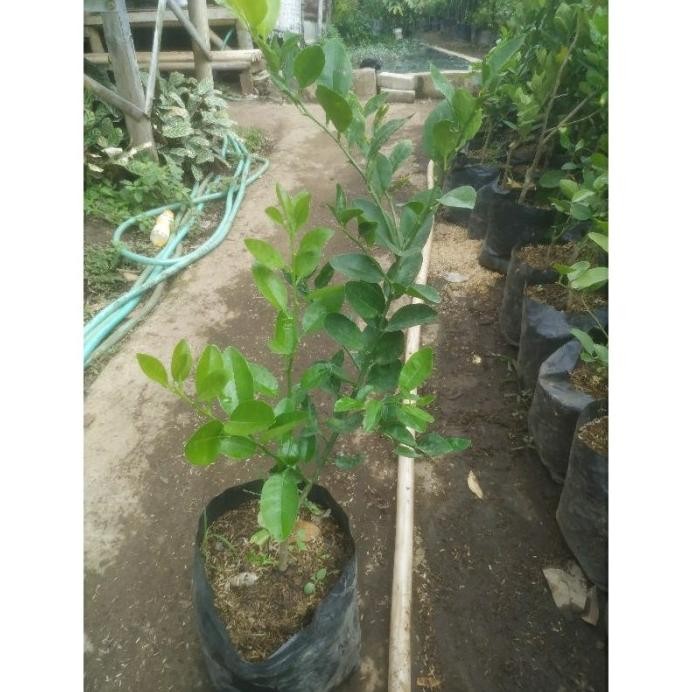 

Terlaris Bibit Tanaman Pohon Jeruk Nipis Pgsdxy 7569Ks