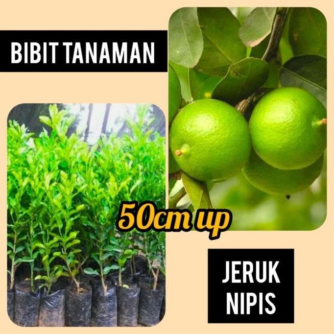

Terlaris Bibit Jeruk Nipis 50 Cm Up 1 Kilo Bisa 3 Bibit Tiywsi 4463Cx