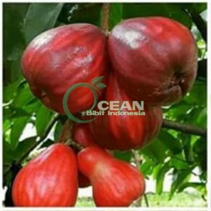 

Terlaris Bibit Jambu Air Dersono Okulasi