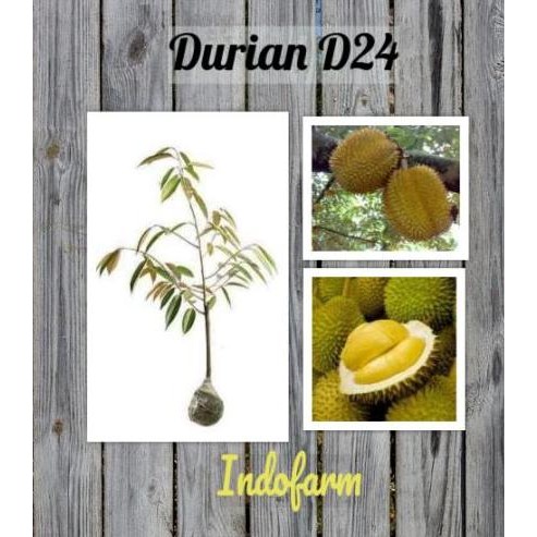 

Terlaris Tanaman Bibit Buah Durian D24 Kaki 1