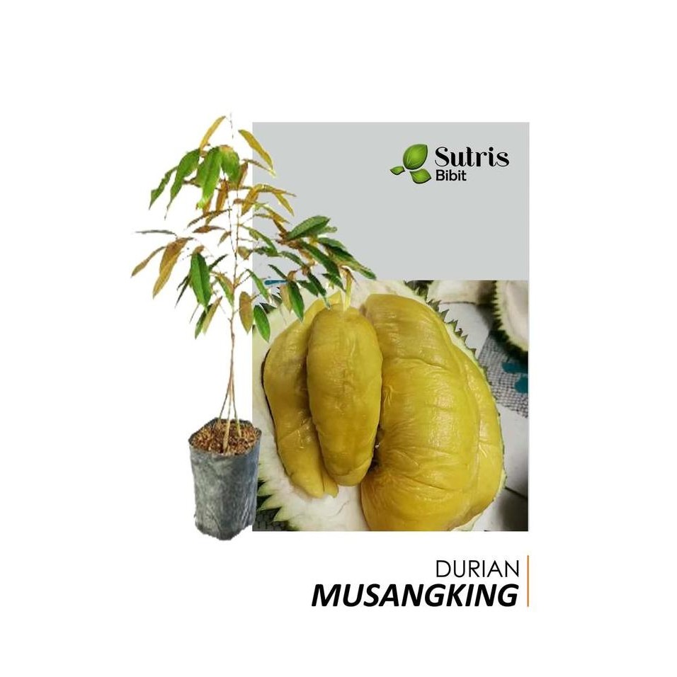 

Terlaris Bibit Tanaman Buah Durian Musangking Kaki 3 60Cm