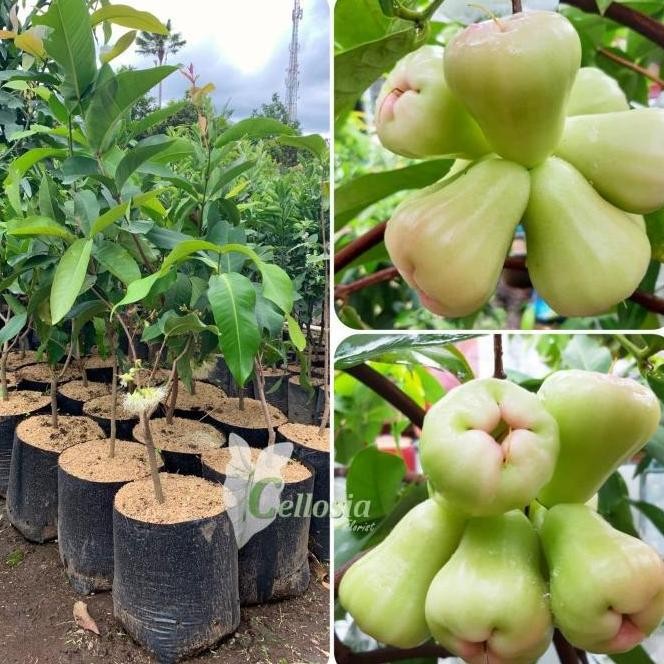 

Terlaris Bibit Tanaman Buah Jambu Air Madu Deli Jumbo Sudah Berbuah Ax