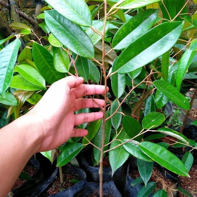 

Terlaris Bibit Durian Montong Super Cepat Berbuah