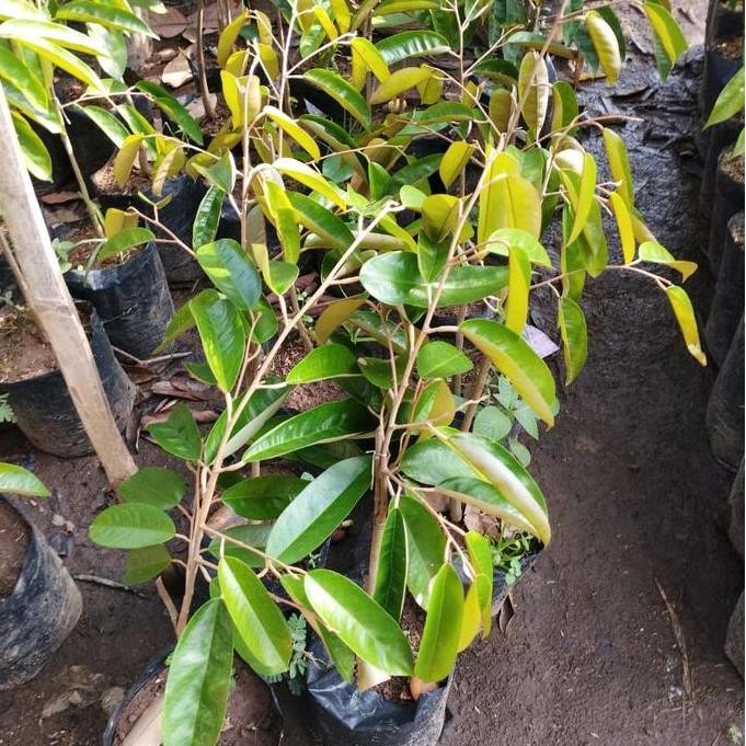 

Terlaris Bibit Tanaman Buah Durian Super Tembaga Viral