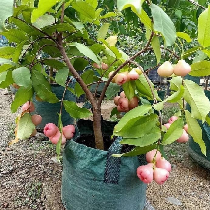

Terlaris Bibit Jambu Madu Air King Rose Super Unggulan Cepat Berbuah Garansi