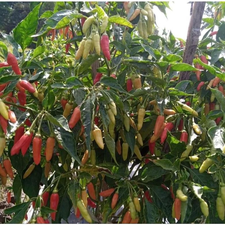 Benih cabe PRENTUL ORIRAME F1 isi 5gram