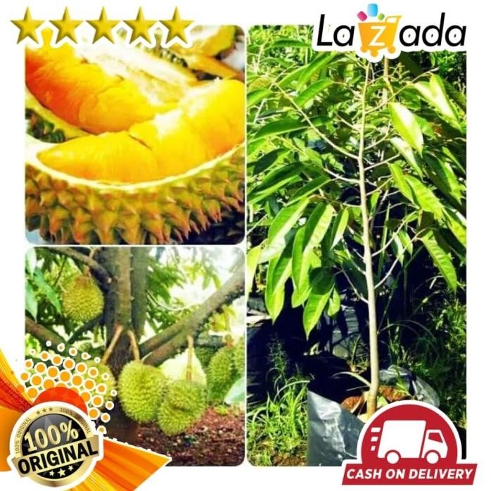 

Terlaris Bibit Tanaman Buah Durian Musang King 50 Cm