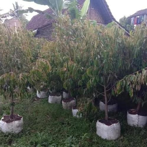 

Terlaris Bibit Durian Dongkelan Batang Besar