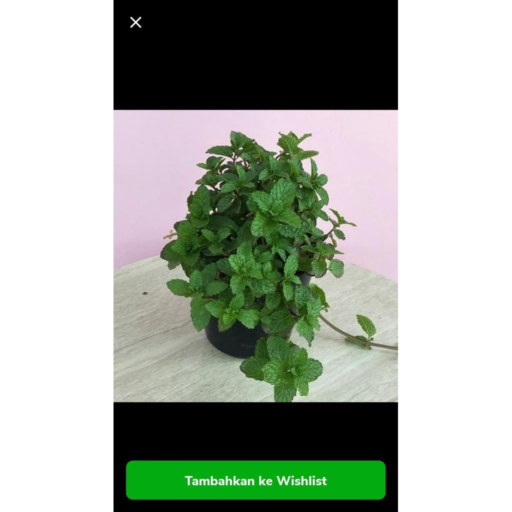 

Terlaris Bibit Tanaman Herbal Daun Mint Papermint /Promo Eeee