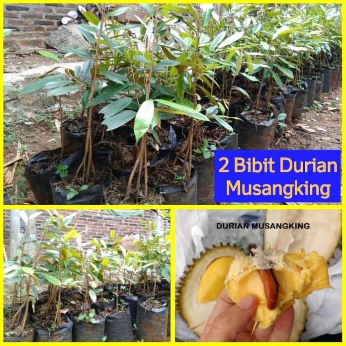 

Terlaris Promo 2 Bibit Durian Musangking