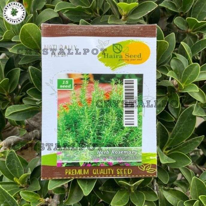 

Terlaris Benih Bibit Herba Rosemary Rosmarinus Haira Seed - Herba Borgtu 3720Du