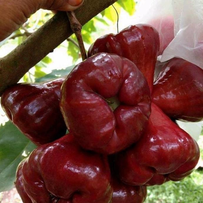 

Terlaris Bibit Jambu Air Mutiara Hitam Asli Terrlaris Aa11