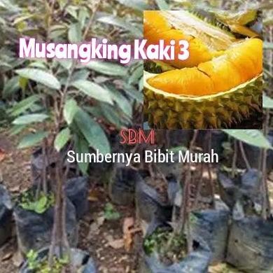 

Terlaris Bibit Durian Musangking Kaki Tiga