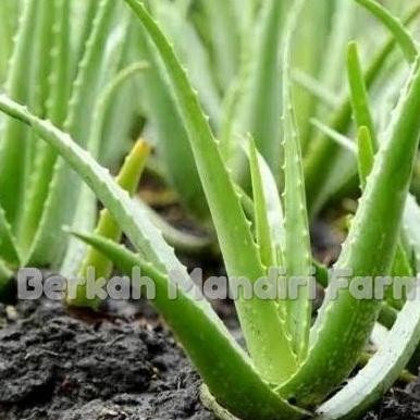 

Terlaris Bibit Tanaman Lidah Buaya Sehat Dan Segar