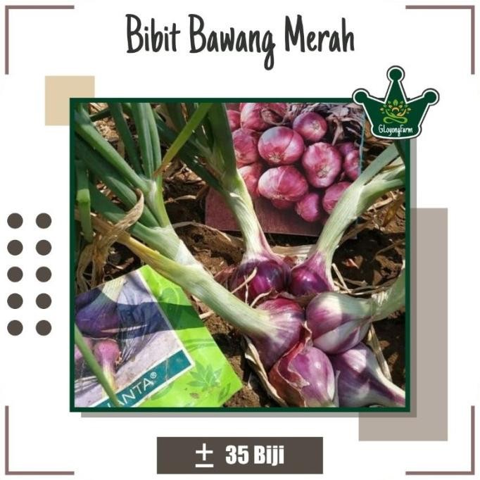 

Terlaris Grosir Bibit Bawang Merah Lokananta F1 - Benih Sayuran Grosir