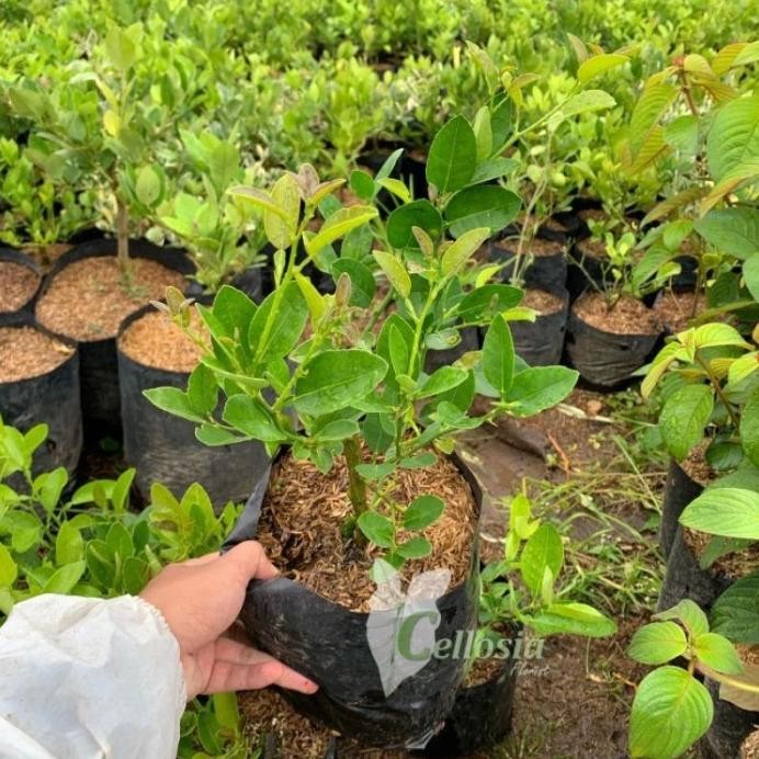 

Terlaris Bibit Jeruk Nipis Okulasi/Sambungan Aznuvm 0463Zi