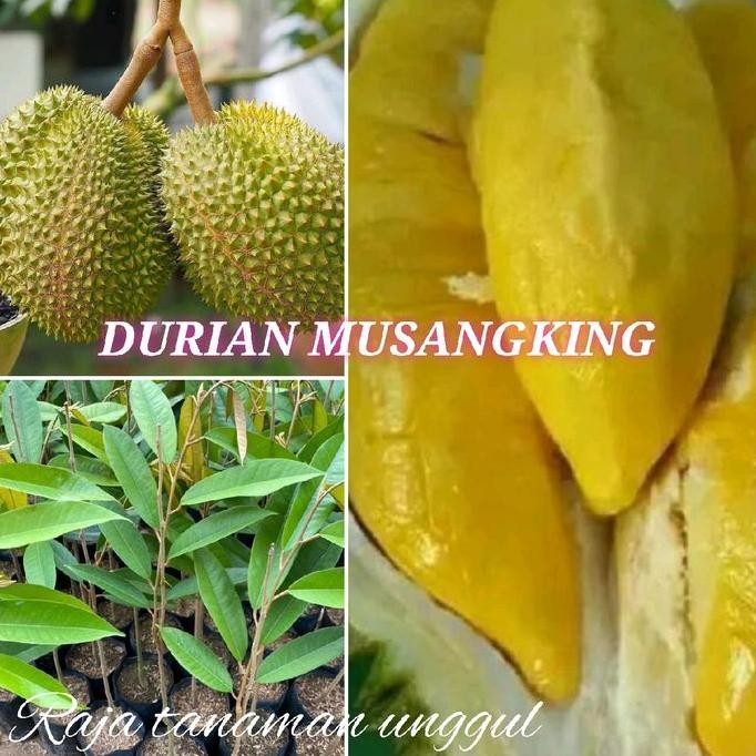 

Terlaris Benih Bibit Durian Musangking Super Unggul