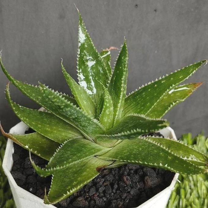 

Terlaris Bibit Tanaman Lidah Buaya Aloe Vera (Real Pict)