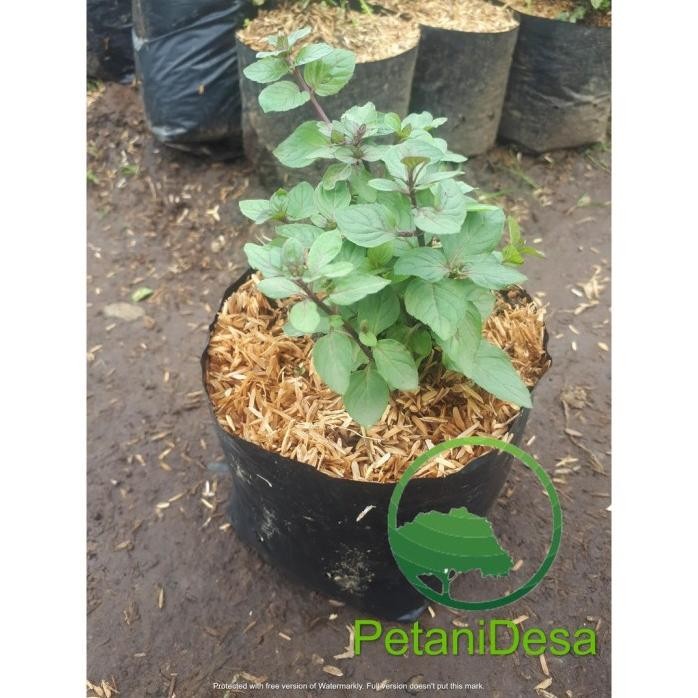 

Terlaris Paket Hemat Bibit Tanaman Daun Mint Bipggu 2806Zx