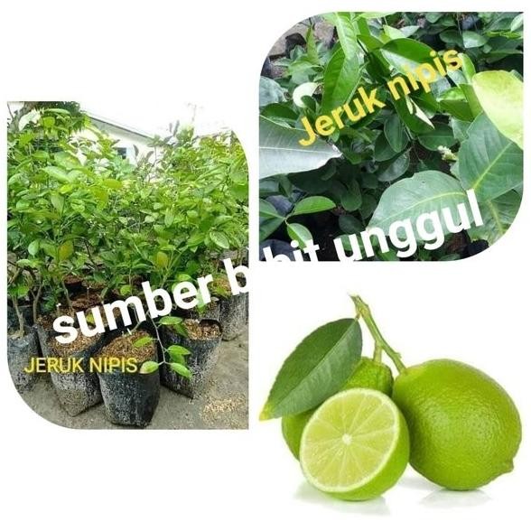 

Terlaris Bibit Jeruk Nipis Ohtetr 7825Ig